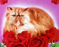 Grosir Selimut INTERNAL - Grosir Selimut Internal Motif Cat